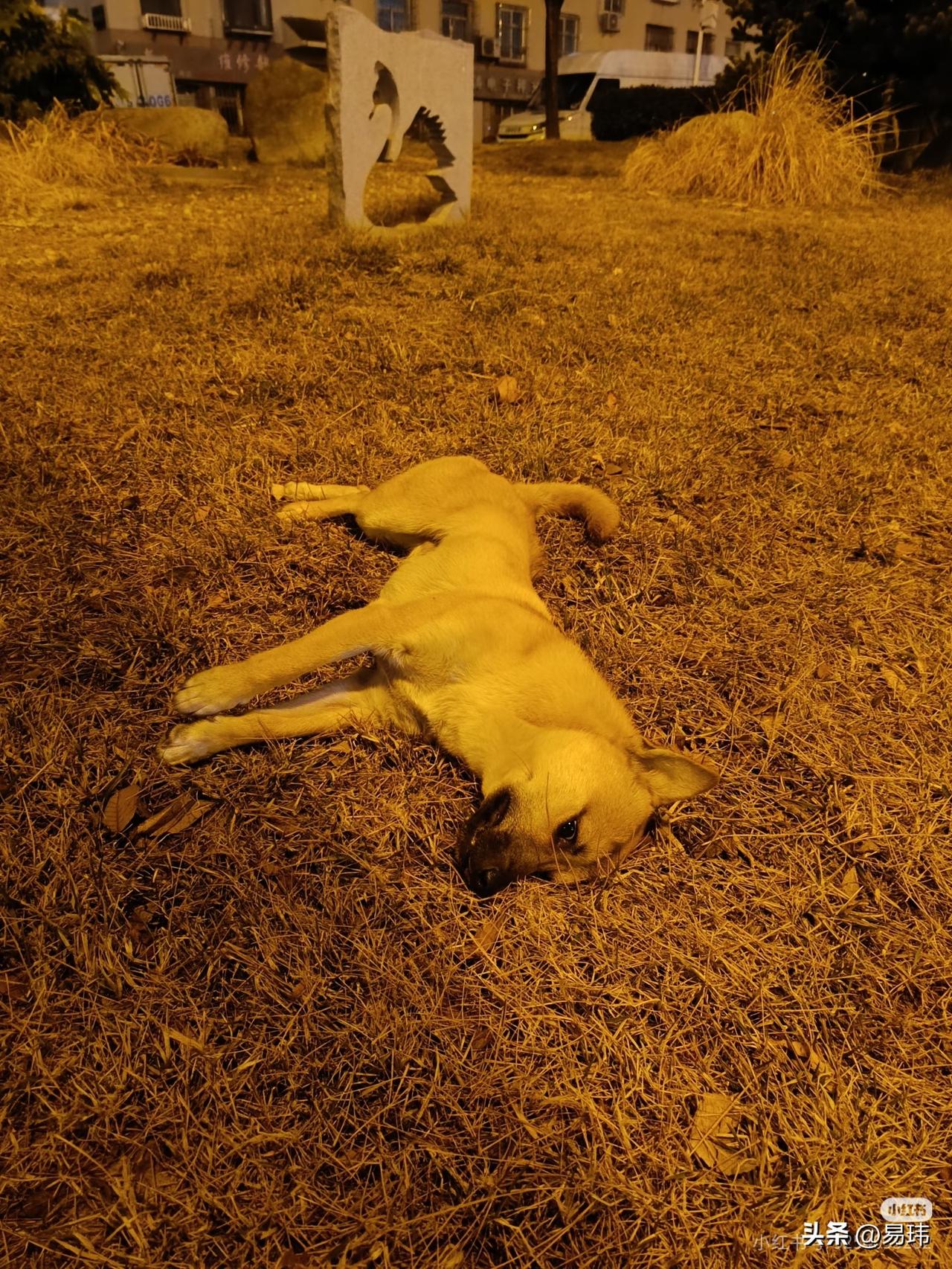 太可怜了！这天是元宵节，一位大哥吃完团圆饭出去看灯会，当他走到一个公园的时候，看