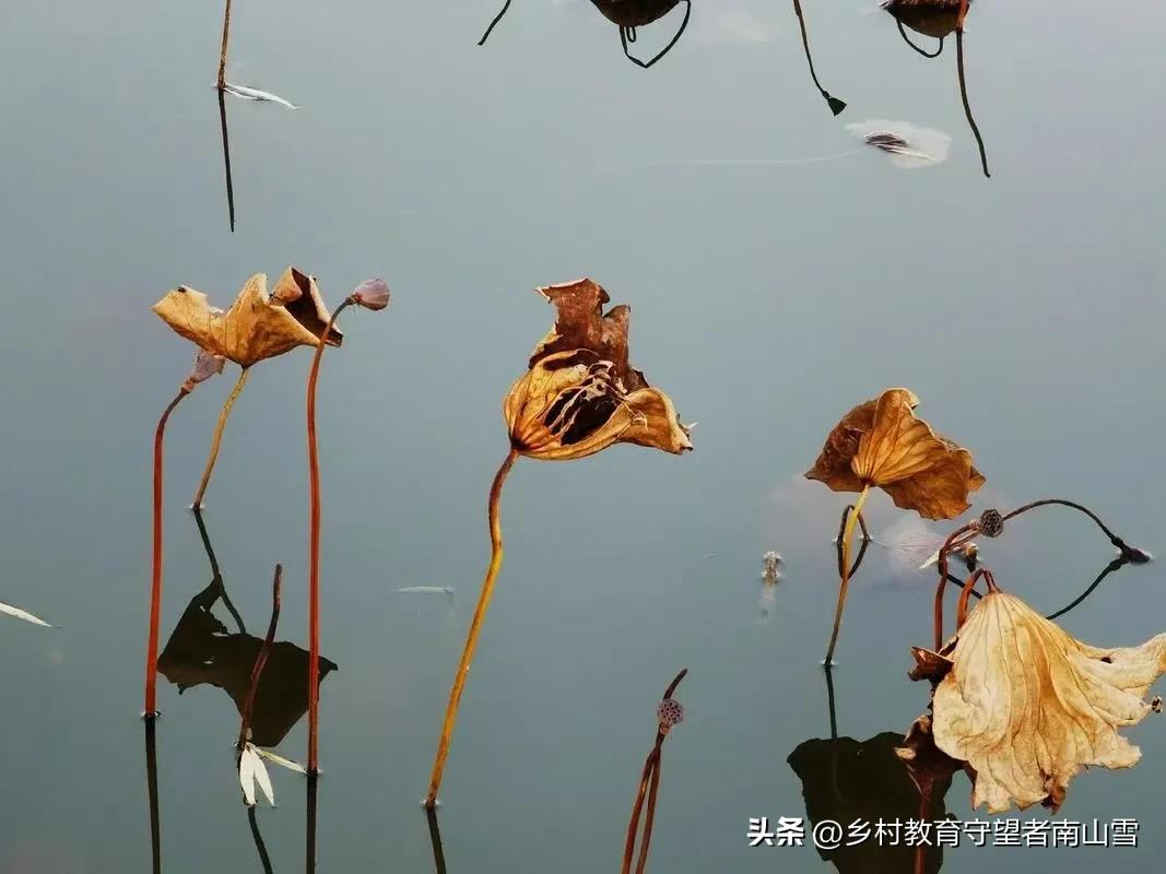 初冬印象（十三）水墨初冬，残荷雅韵！
（手机拍摄：Angela，原创图片，使用请