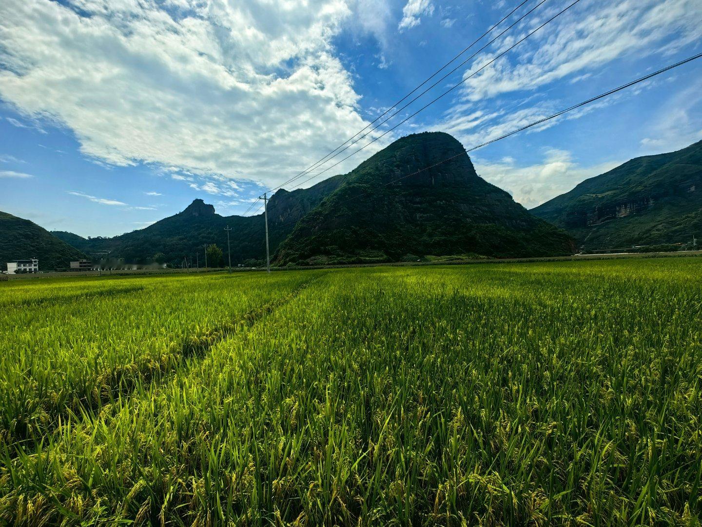 秦岭笑谈[超话]直播赋能山货出圈 【处暑时节，秦楚古界，原乡稻梦——法官镇邀您畅