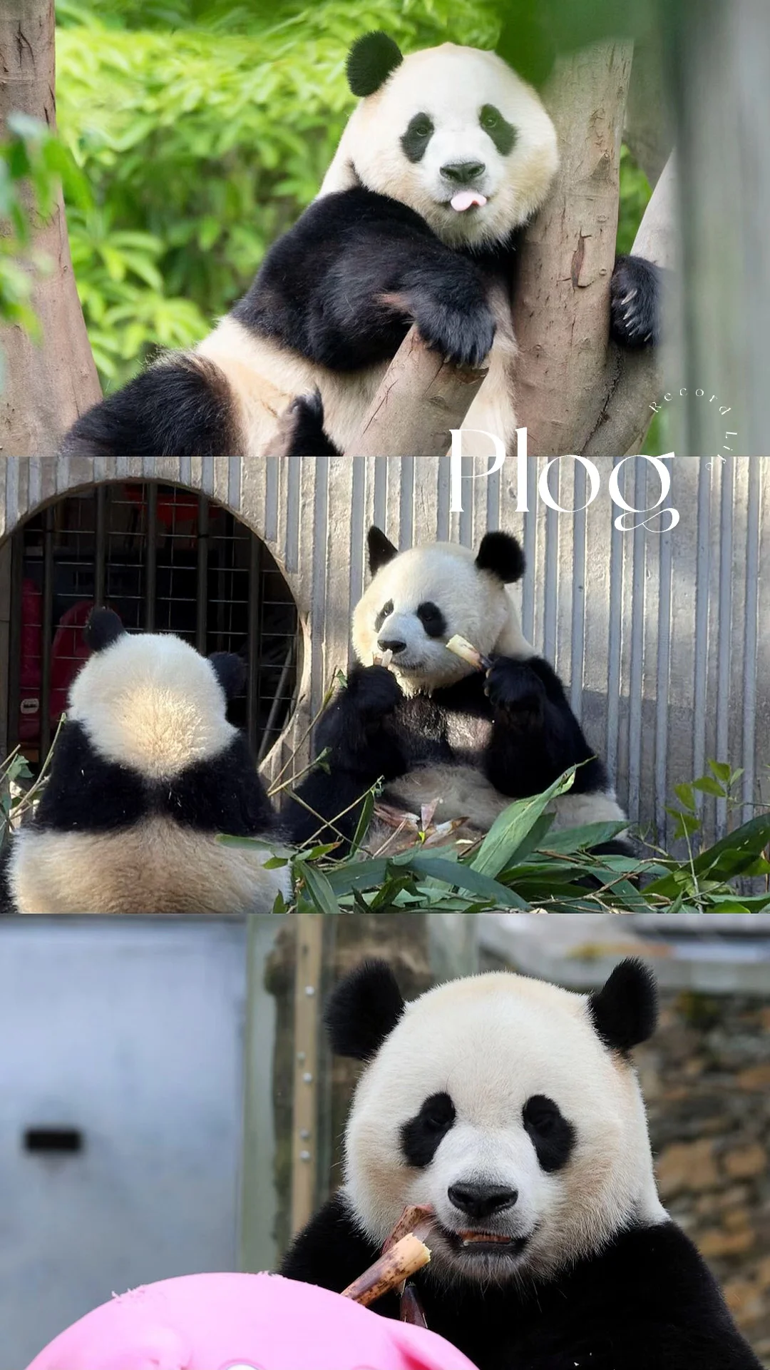 My life|我和国宝🐼面基啦✌️