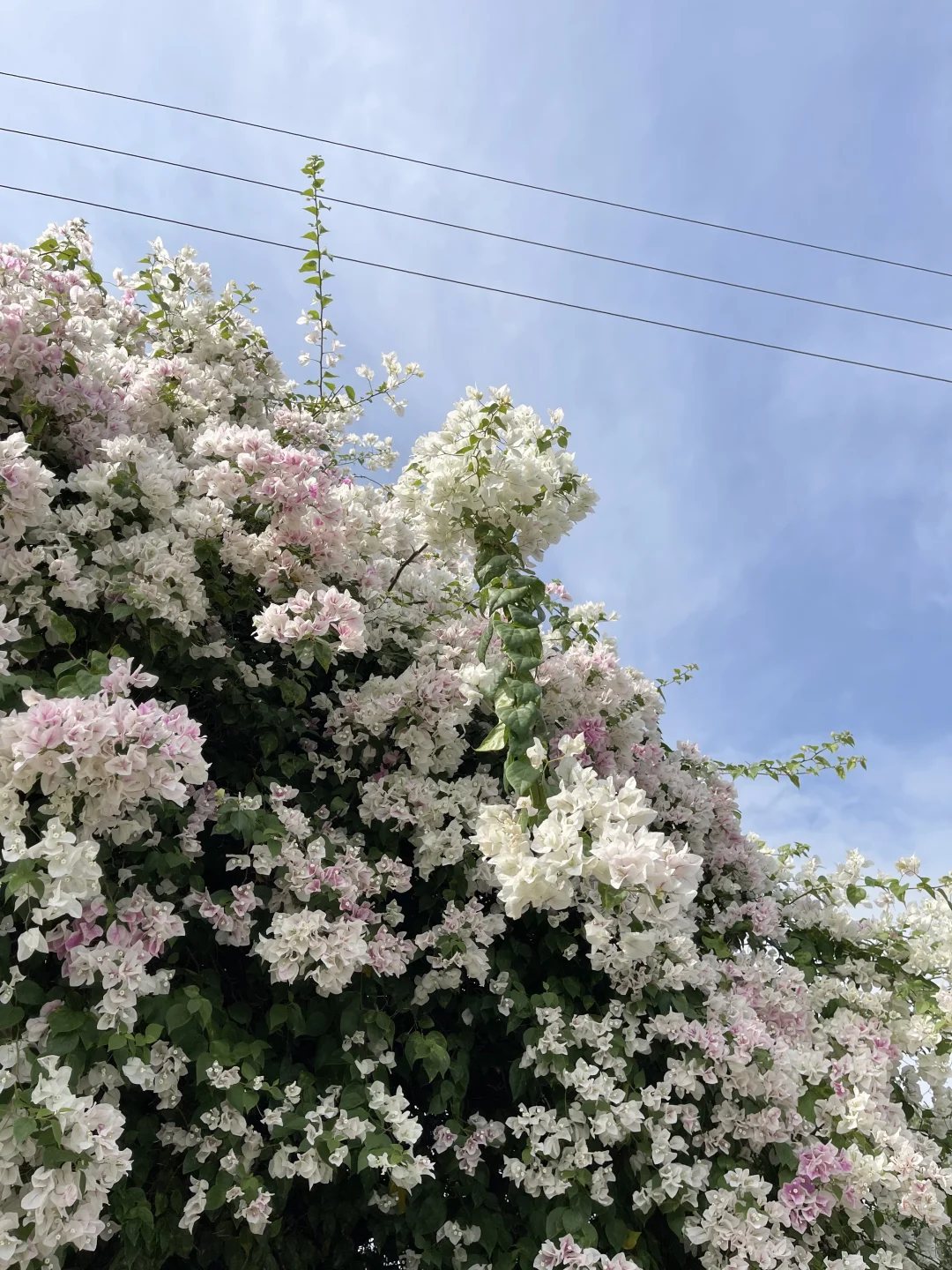 广州这个浪漫冬日是属于三角梅的~🌷🫧