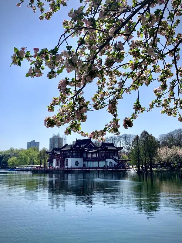 南京的春天美如画，有不少赏春好去处。莫愁湖是个绝佳之地，湖旁海棠品类多、花色全，