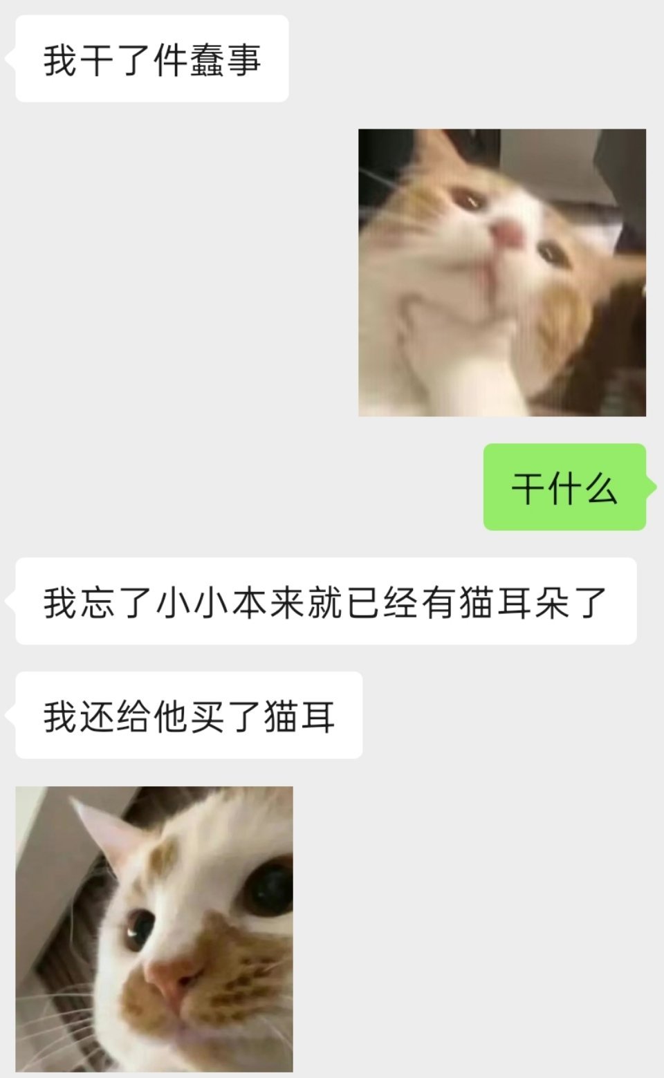 ed才是终极猫妈 给一只小猫买猫耳朵猫尾巴 
