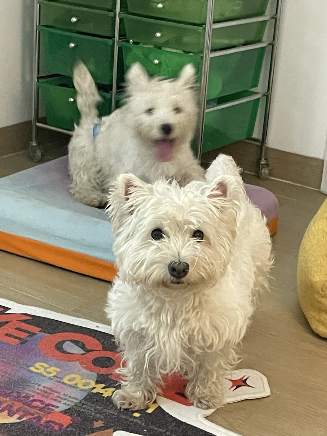 🆘 18.2斤了！！！