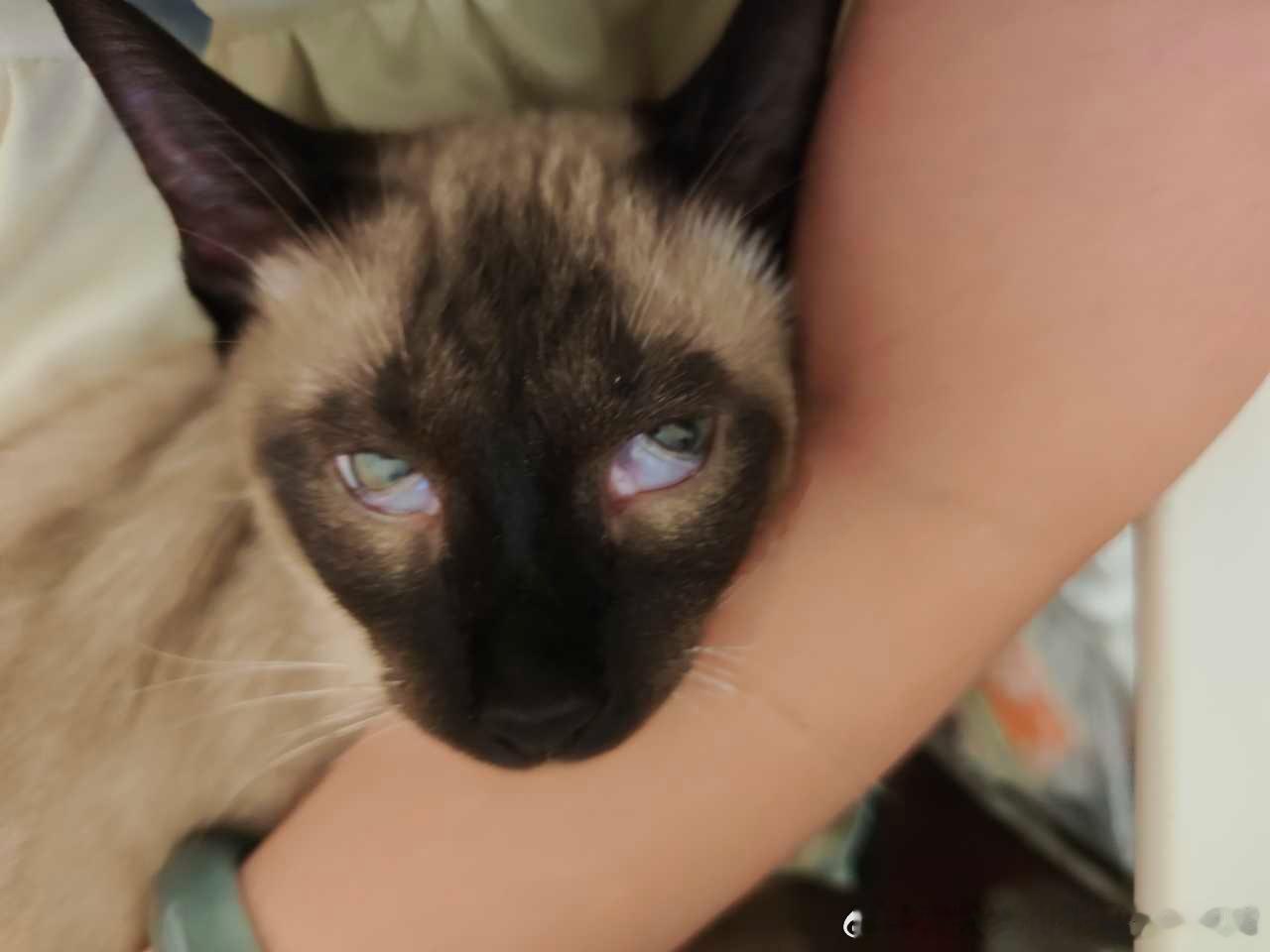 49609【丑猫】呆喵不会表情管理 