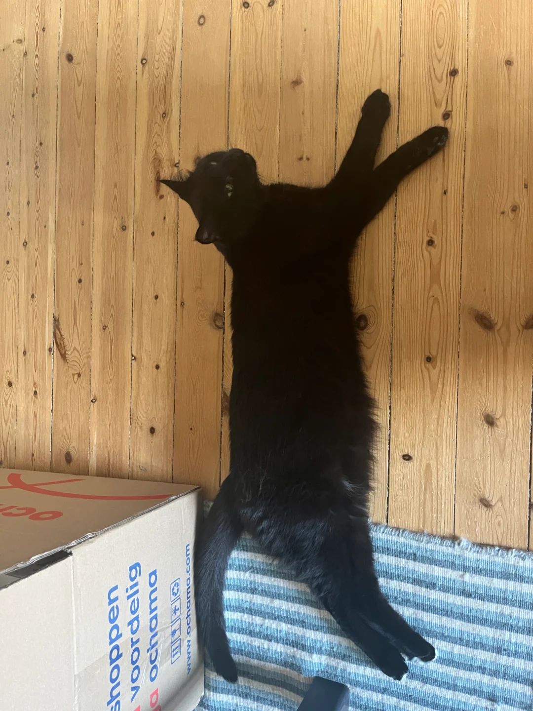 铲屎官出门小猫过上了好吃好喝的快乐生