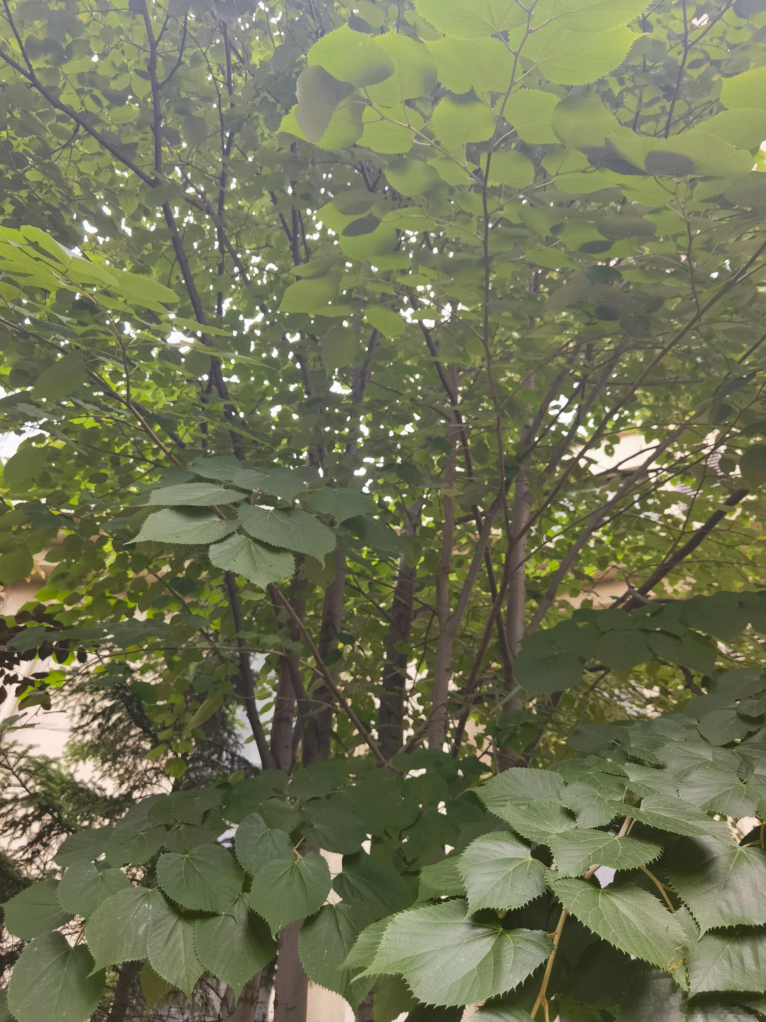 科普 含糖饮料会导致能量摄入超标，影响代谢，诱发肝脏脂肪变性，进而增加脂肪肝风险