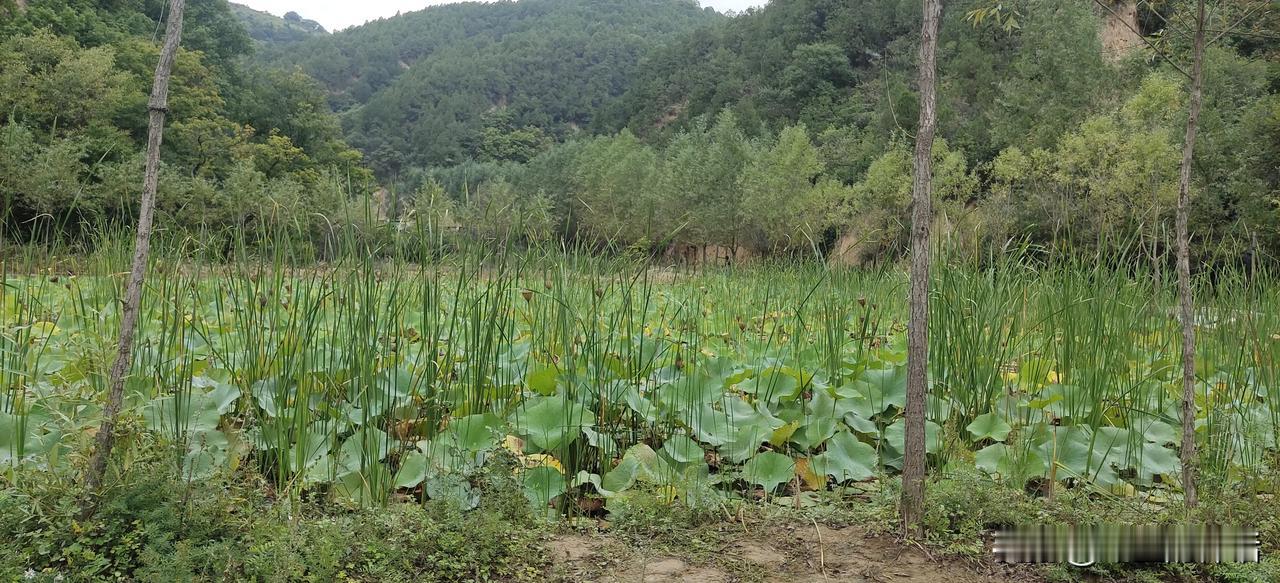 #秋日生活打卡季#
秋风起，秋雨急。
冷冷清清渐入季。
莲子熟，荷叶衰。
鸡鸭嬉