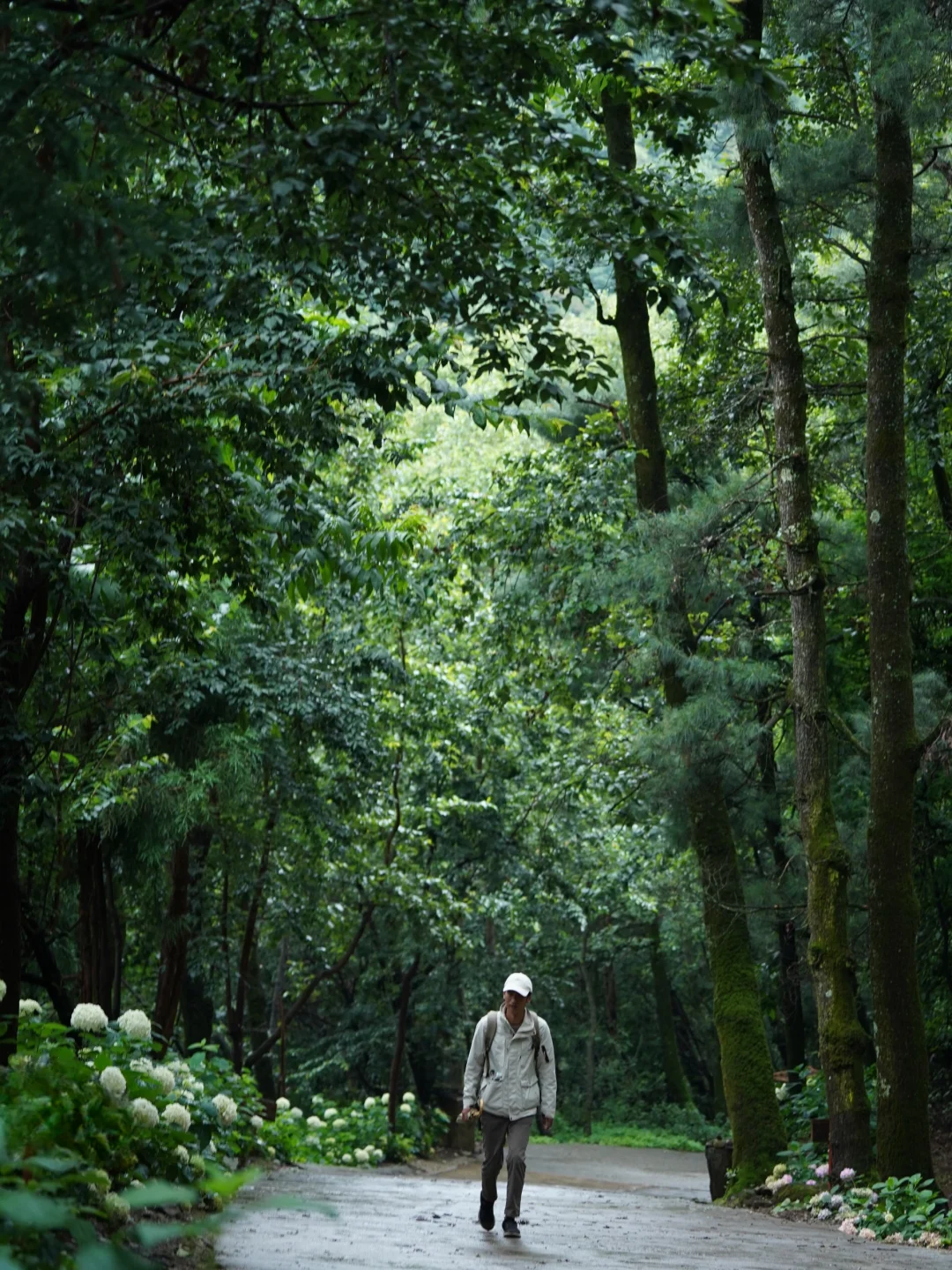 大理七月，一定不要错过雨季的寂照庵