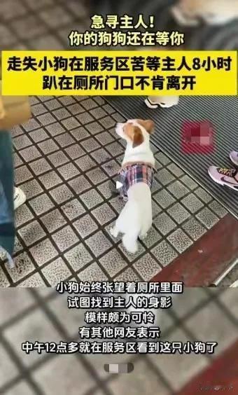 一位大哥国庆假期上高速回家，结果去了服务区后，把自己的狗狗落在了那里，狗狗以为主