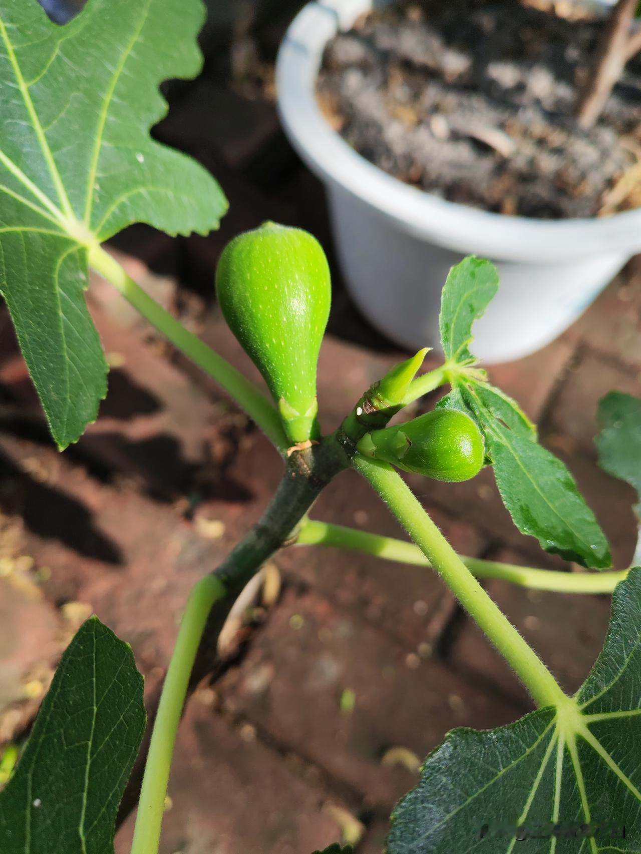 真心话茶局记录成长，记录我的盆栽无花果。虽然，果子不多，总算是有果子了。期待这盆