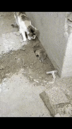 老鼠边打洞边许愿：下辈子，我要做只猫！
 
老鼠在水泥地上吭哧吭哧打洞，猫就在旁