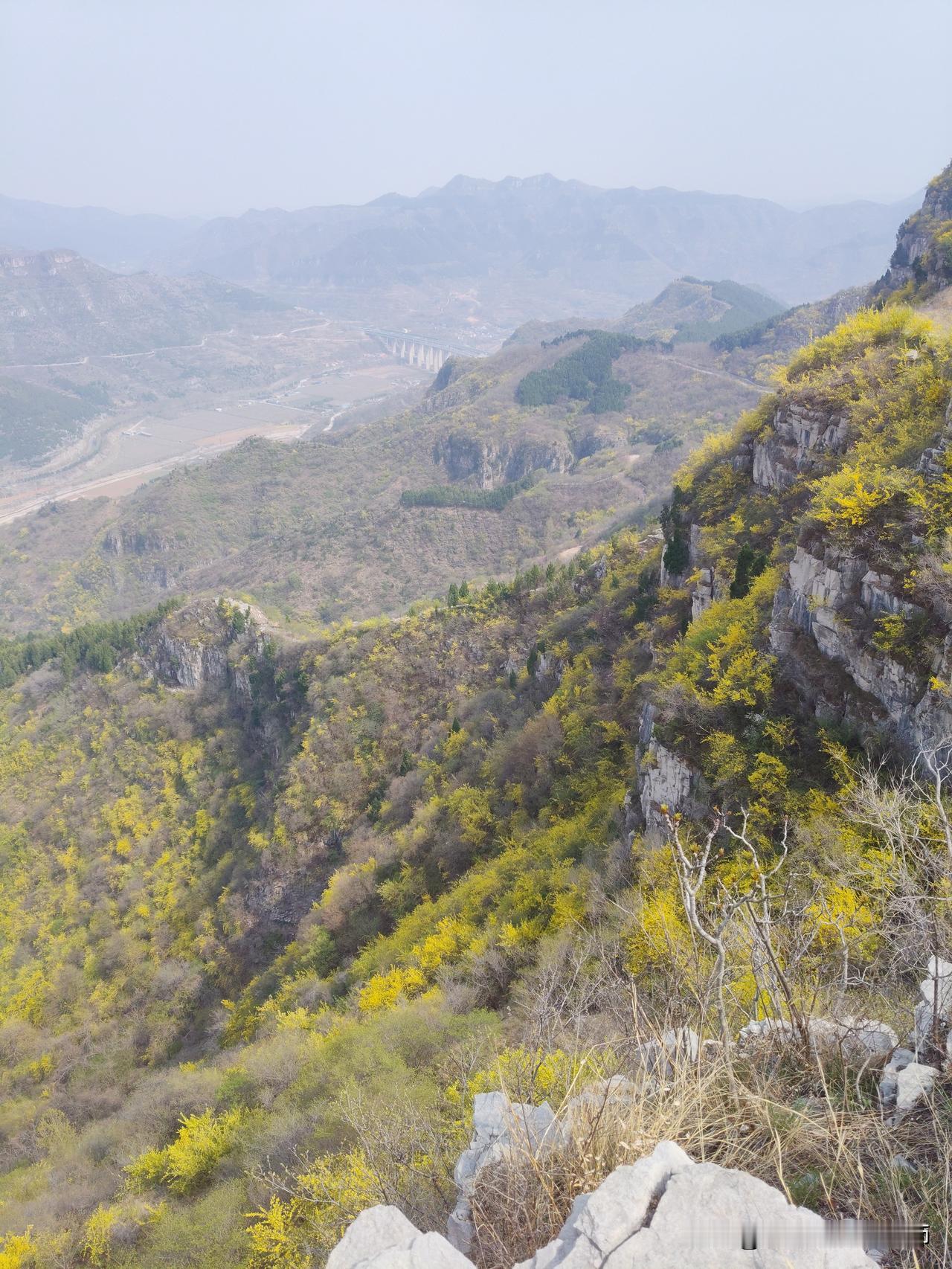 我来分享家乡青州春天的美景！三月的青州，连翘花开满山野，金黄灿烂，那叫一个壮观。