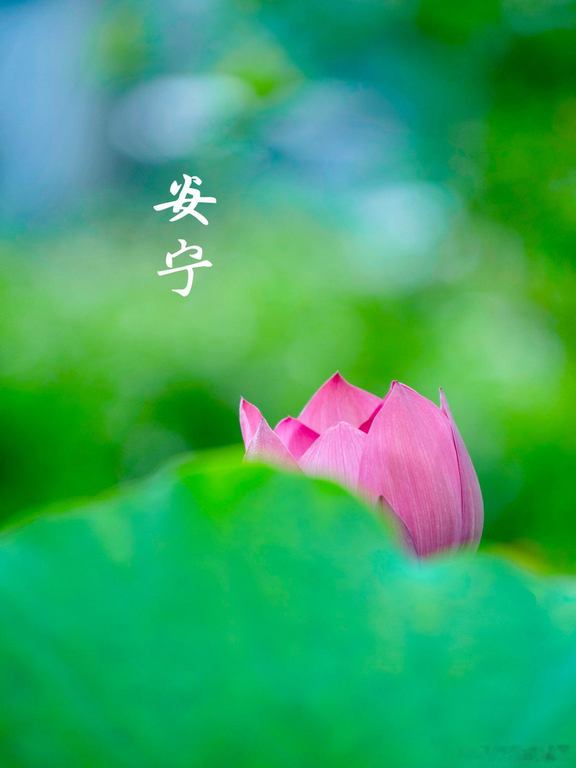 接天莲叶无穷碧，已有蜻蜓立上头～寻美河南