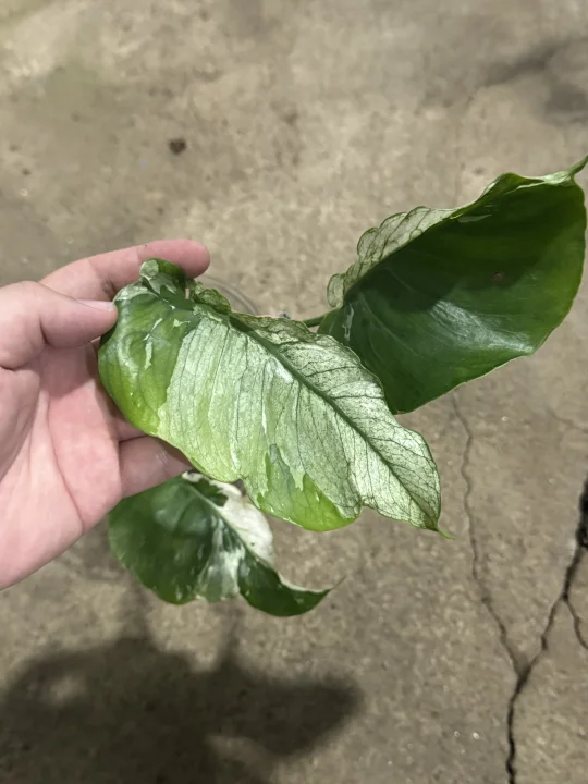 银纹薄荷，太喜欢这种底色银色的感觉了