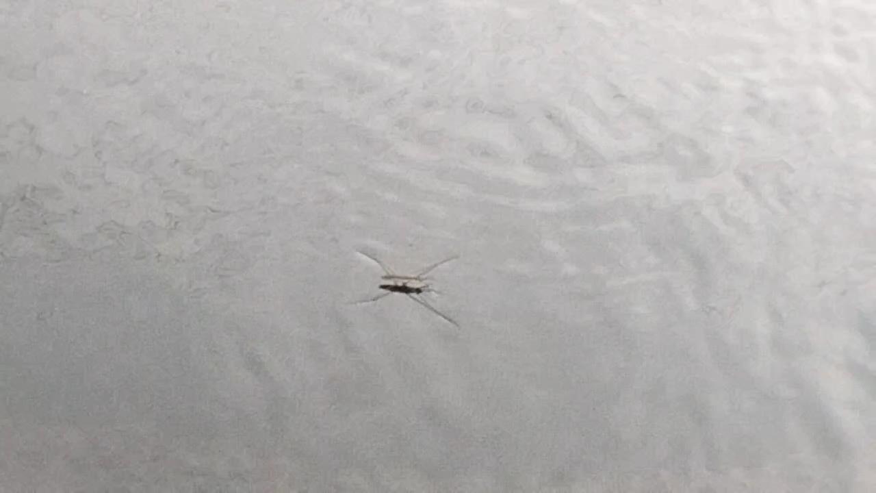 水上飘。