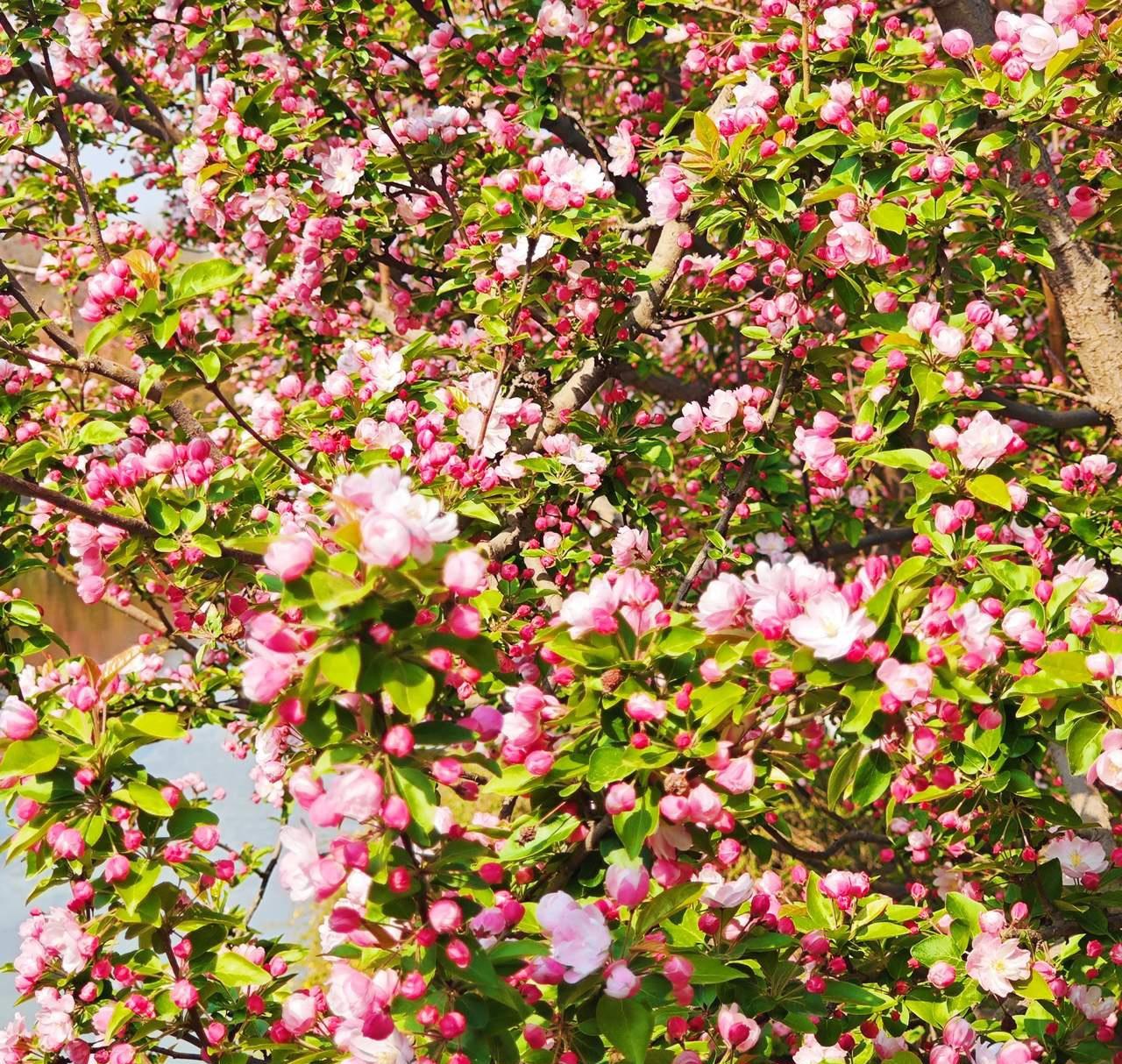 元大都公园随手拍元大都的海棠是北京城春季最壮观的花海，今年，又新添了5000株。