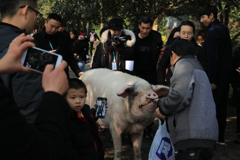 给呆呆送猪的“东哥”也要办刨猪汤宴 最近重庆的刨猪汤可太火了！合川女孩呆呆网上求