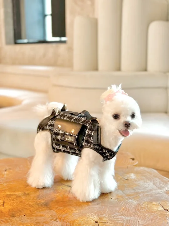 是陪麻麻一起走南闯北的小狗