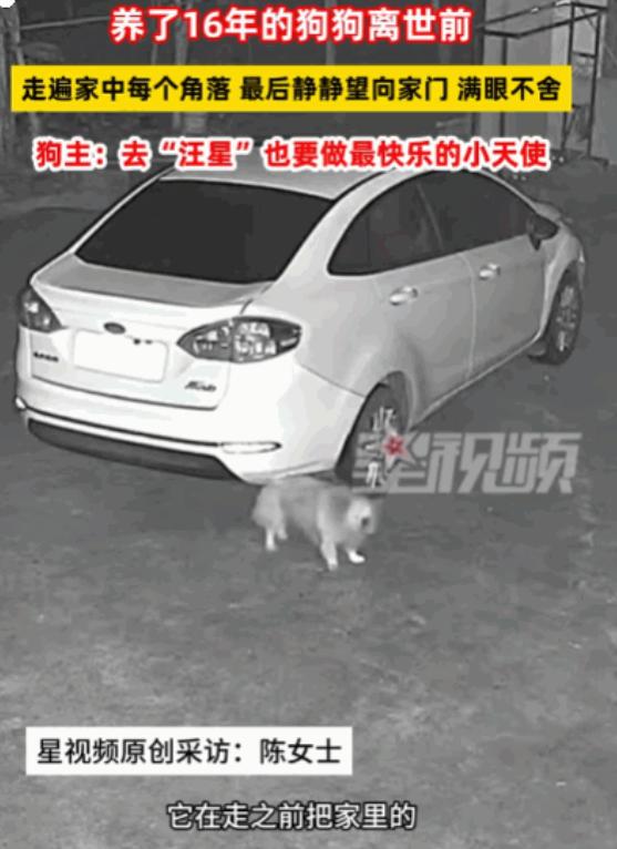 万物皆有灵！湖南湘潭，一女子下班回家，发现陪伴了16年的爱犬已经冰冷僵硬。她心痛
