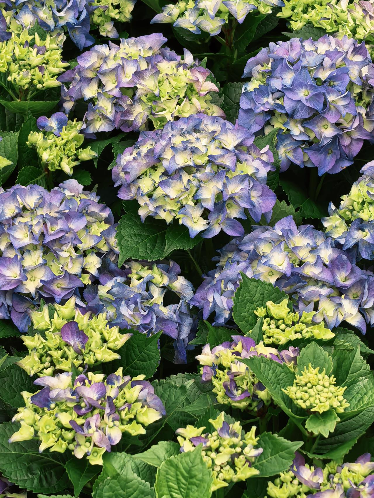 五彩斑斓的花朵，阳光明媚的日子！

鲜花绽放的时节，花市里愈发五彩纷呈。大朵大朵