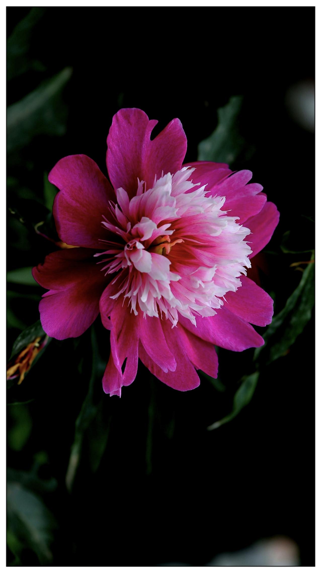 芍药花，胜似牡丹一样的美