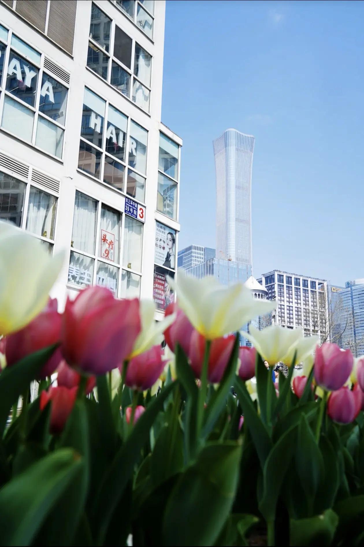 拍到中国尊和郁金香同框。交换浪漫