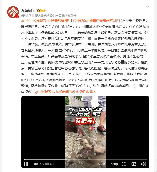 广州一公园现70cm剧毒鳄雀鳝 5月2日广州黄埔区华圣公园惊现鳄雀鳝，这外来入侵