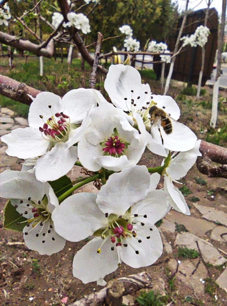 五一节的梨花美
    这是我在五一小长假去辽宁康平县旅游，在湿地博物馆园中，拍