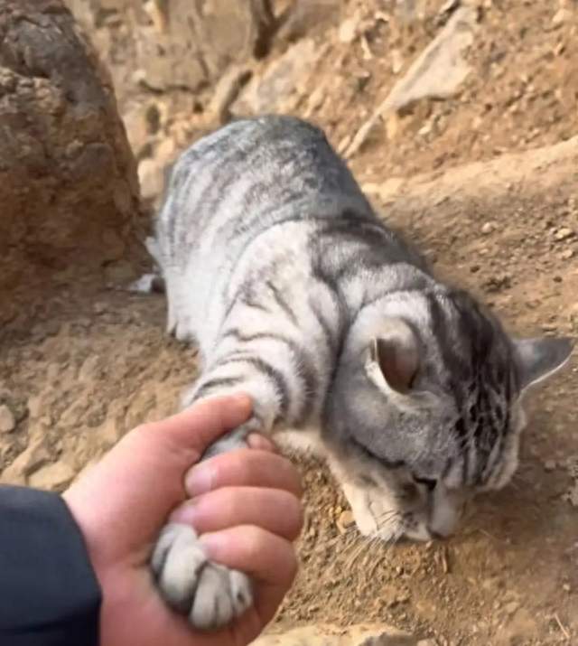 胖猫一天被抱下山3次！绝望坡全是它的绝望