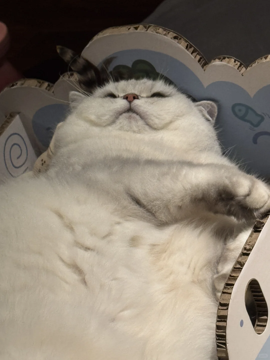 小猫没有班味❤️