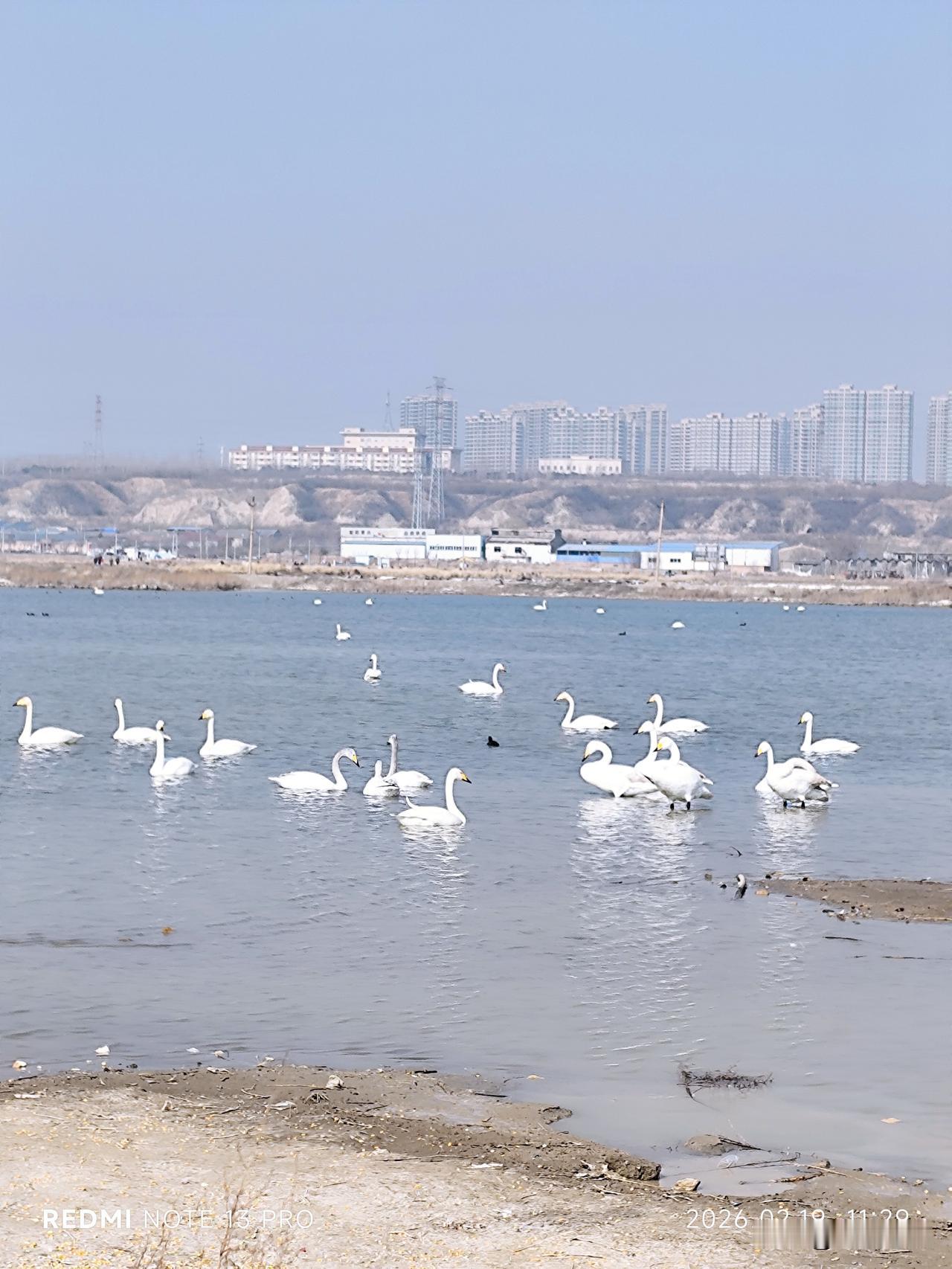 大年初三在山西运城盐湖看天鹅。
驱车来到盐湖的天鹅栖息地，感觉风里都有点盐池清冽