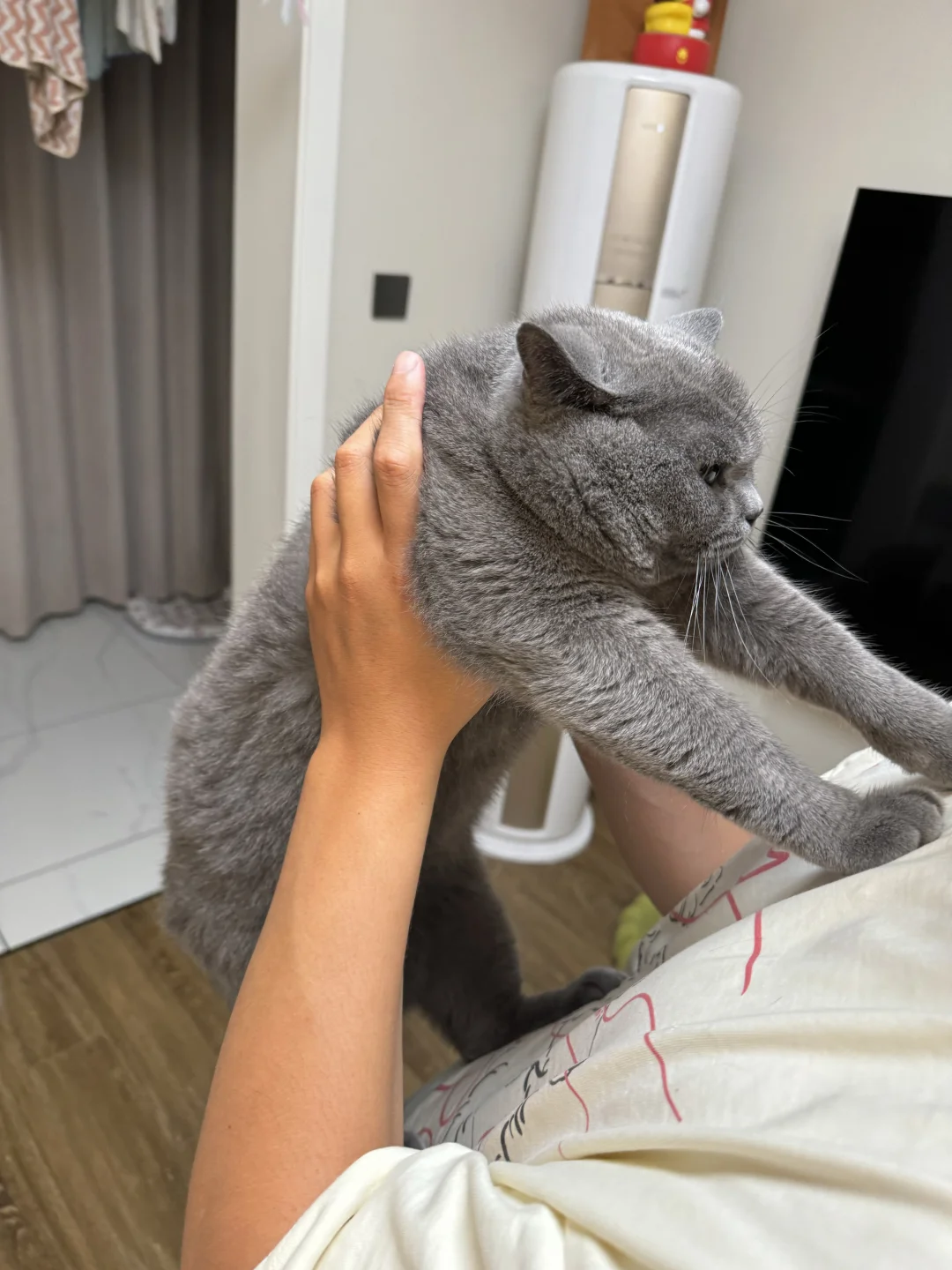 蓝猫都是大犟种吗？