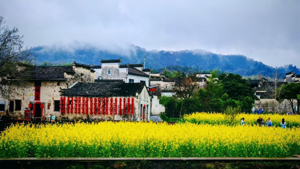 分享你随手拍的风景雨雾绕着黛瓦白墙，油菜花在风里摇得软乎乎的。老村藏在春色里，慢