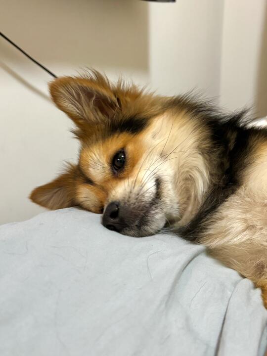 柴犬土狗串串都自带一种鬼精感吗🤣