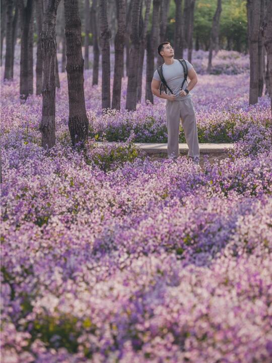 不是莫奈花园，是将府公园的二月兰花田！