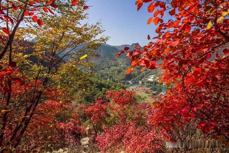 松枫晨景
松枫晨景染秋山，霜叶斑斓映碧湾。 
谷内幽香飘四处，峰巅雾绕隐千般。 