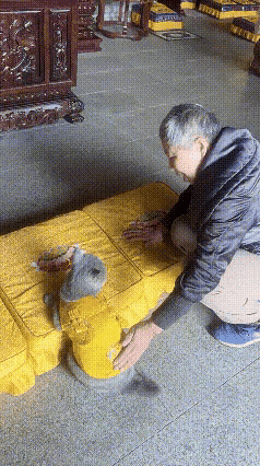 哎伙计们，恁都快瞅瞅这只猫！那可是咱大殿里最有佛缘的喵星人！人家正儿八经在大殿里