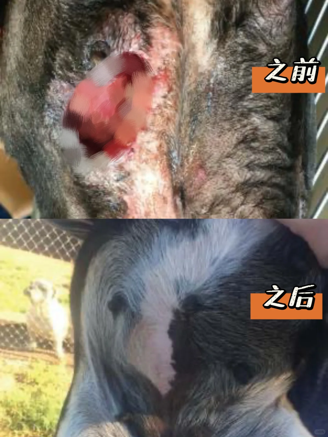 狗狗外伤你就用它吧，一用一个不吱声