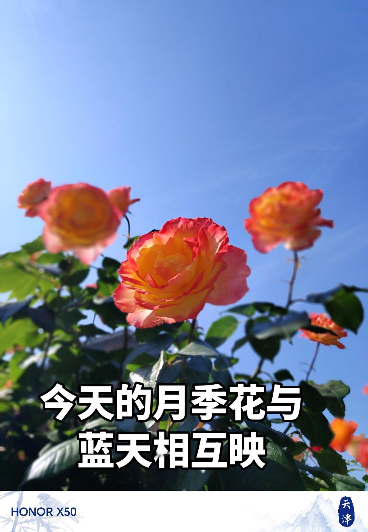 最美月季花盛开啦 创作者中心 创作灵感 蓝天白云月季 拥抱阳光的黄月季