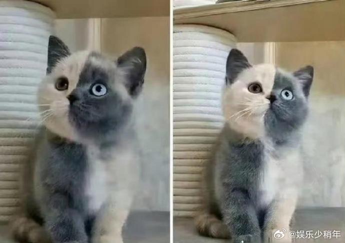 新成员喵星人报到！名字成谜，求灵感～🐾 是叫“毛球”还是“奶糖”？快来帮网友解