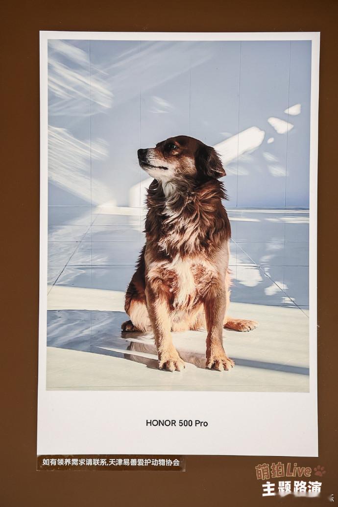 坐标北京，发现一个宝藏活动，  ！如果你家里也有个永远拍不清楚正脸的主子，那你一