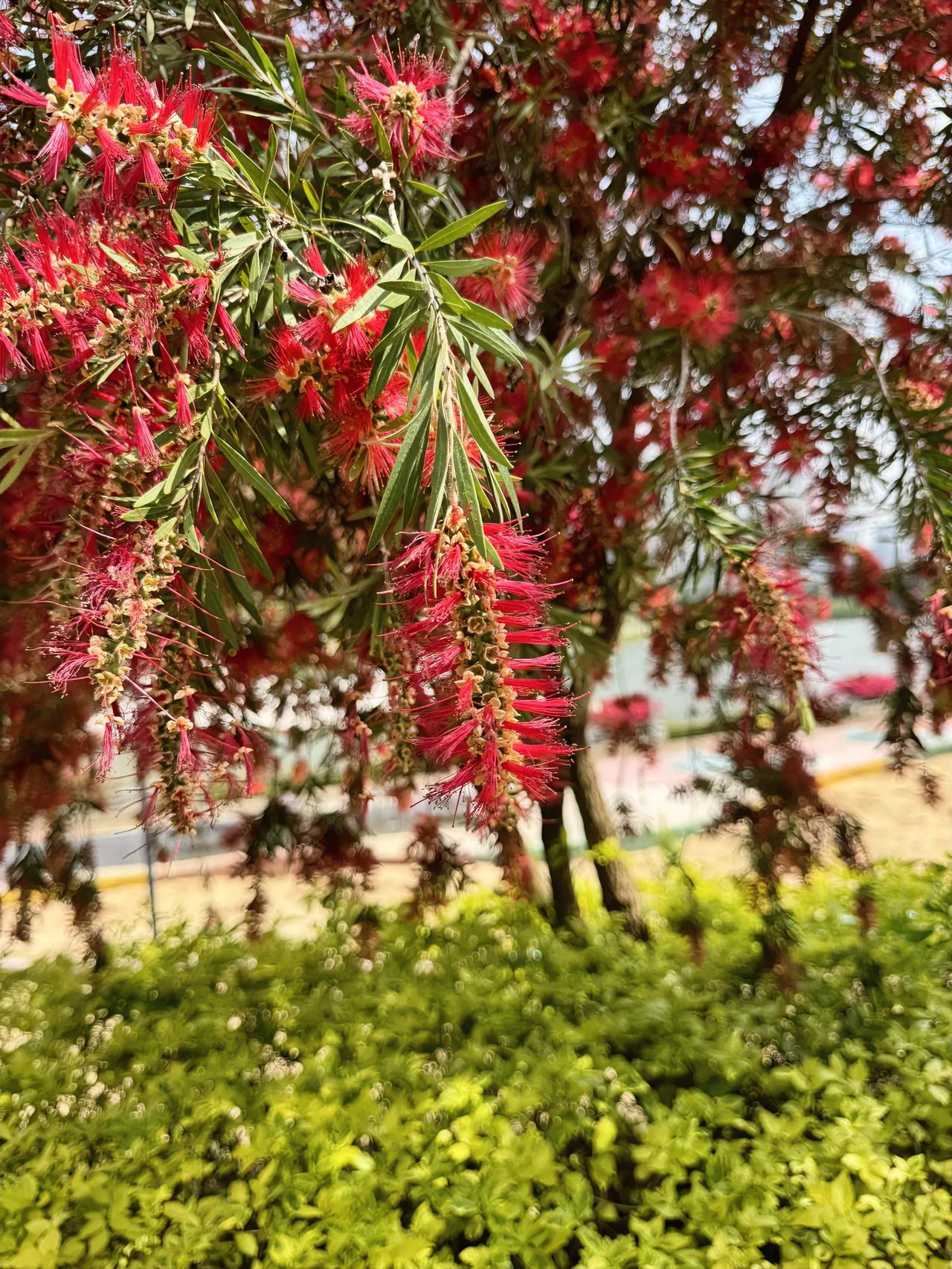 那我写花不会被屏蔽吧。

以前在福清龙江南岸、观音埔大桥以西，种着挺长的一排垂枝