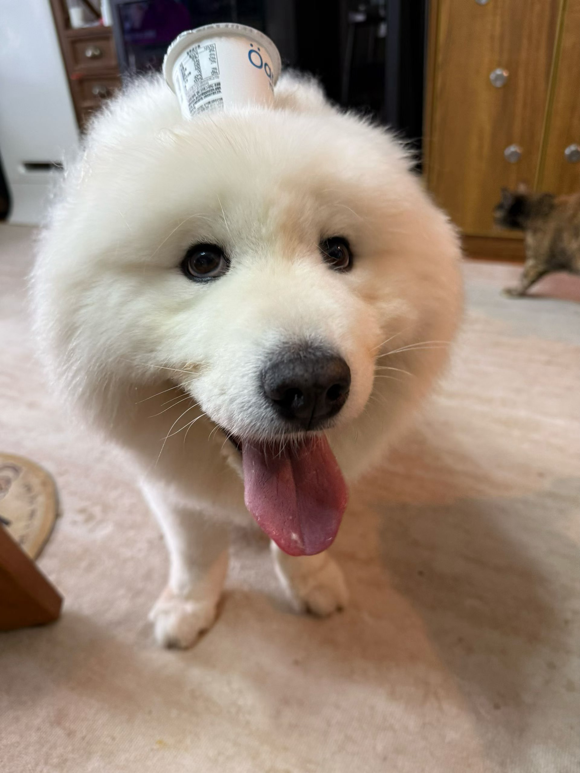朋友圈偷图。 