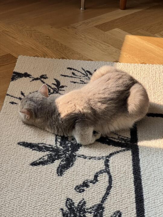 为什么我家猫老是这样睡觉，不会有事吧