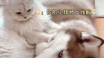 哈士奇的脚受伤了，猫咪发现后十分心疼哈士奇，还把铲屎官给凶了一顿。
猫咪为了缓解