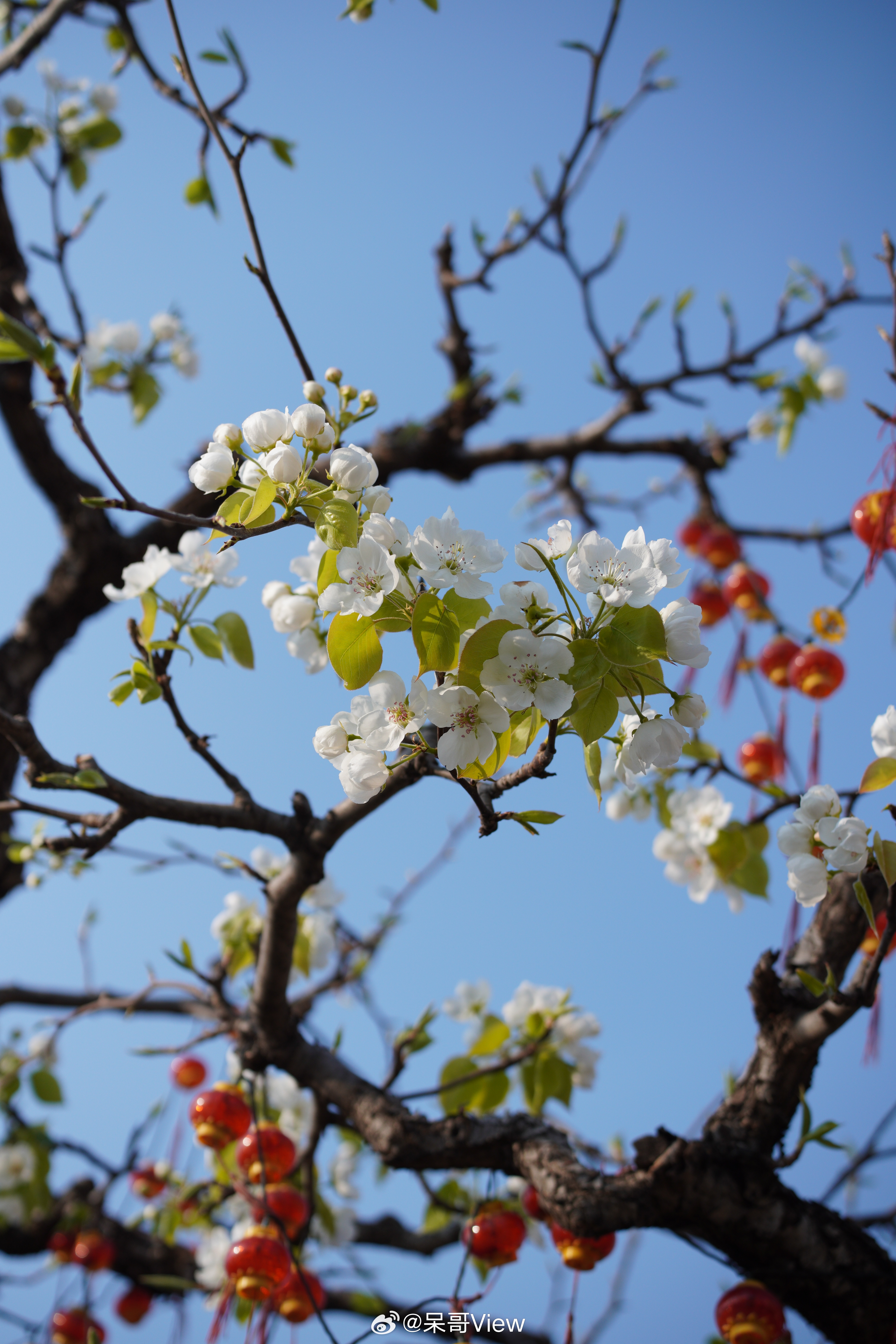 4月草木中都是思念，天津的春天太美了 