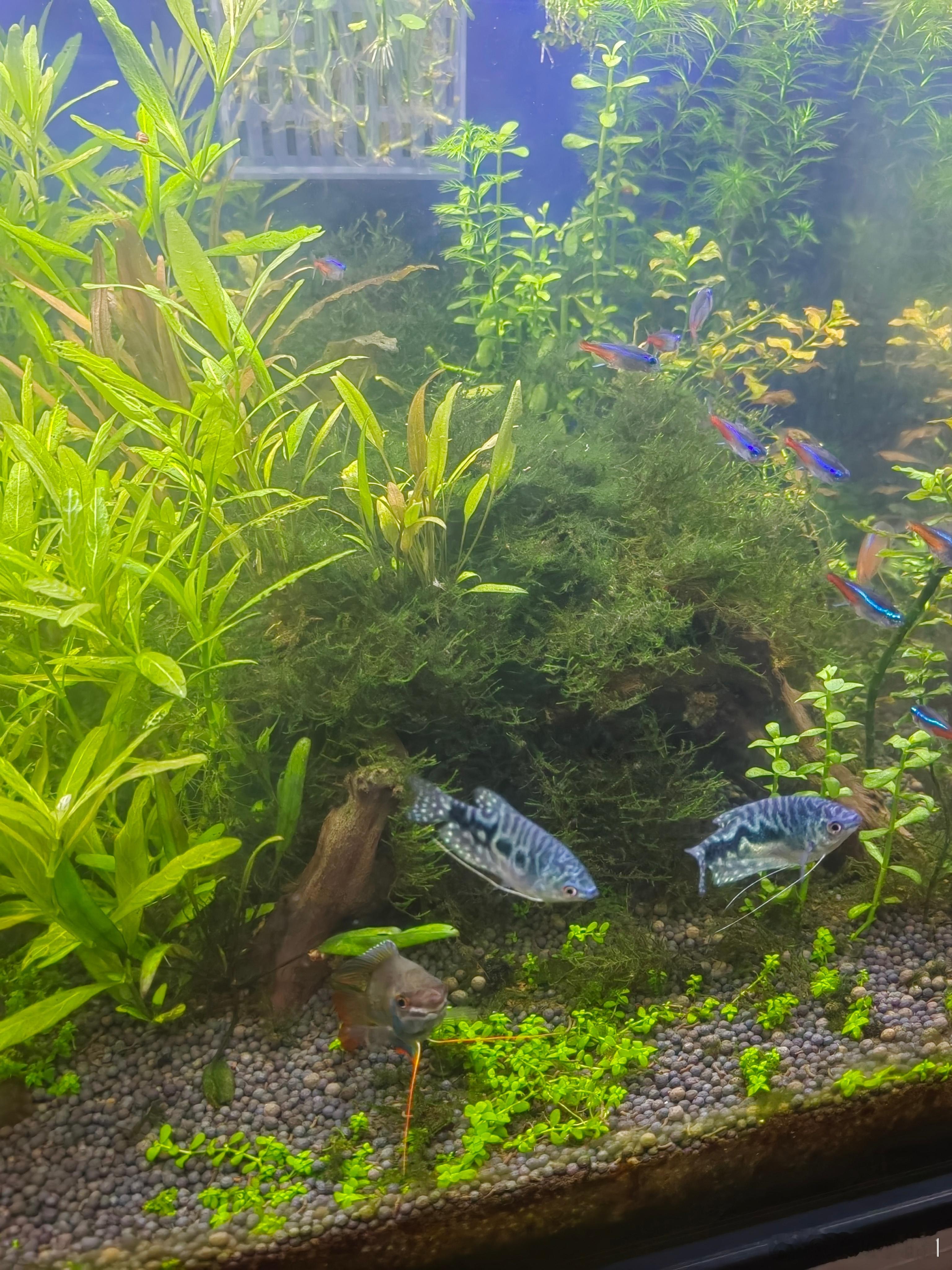 我把脑袋凑近鱼缸，想闻闻水臭不臭。恰好一条鱼摆了一下尾巴，水溅起来，进了我的眼睛