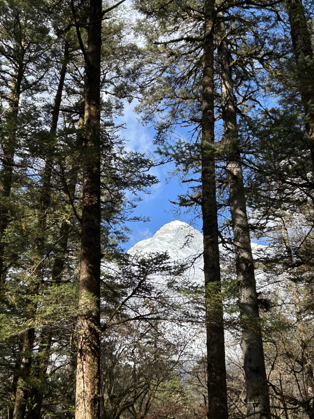 雪山与森林