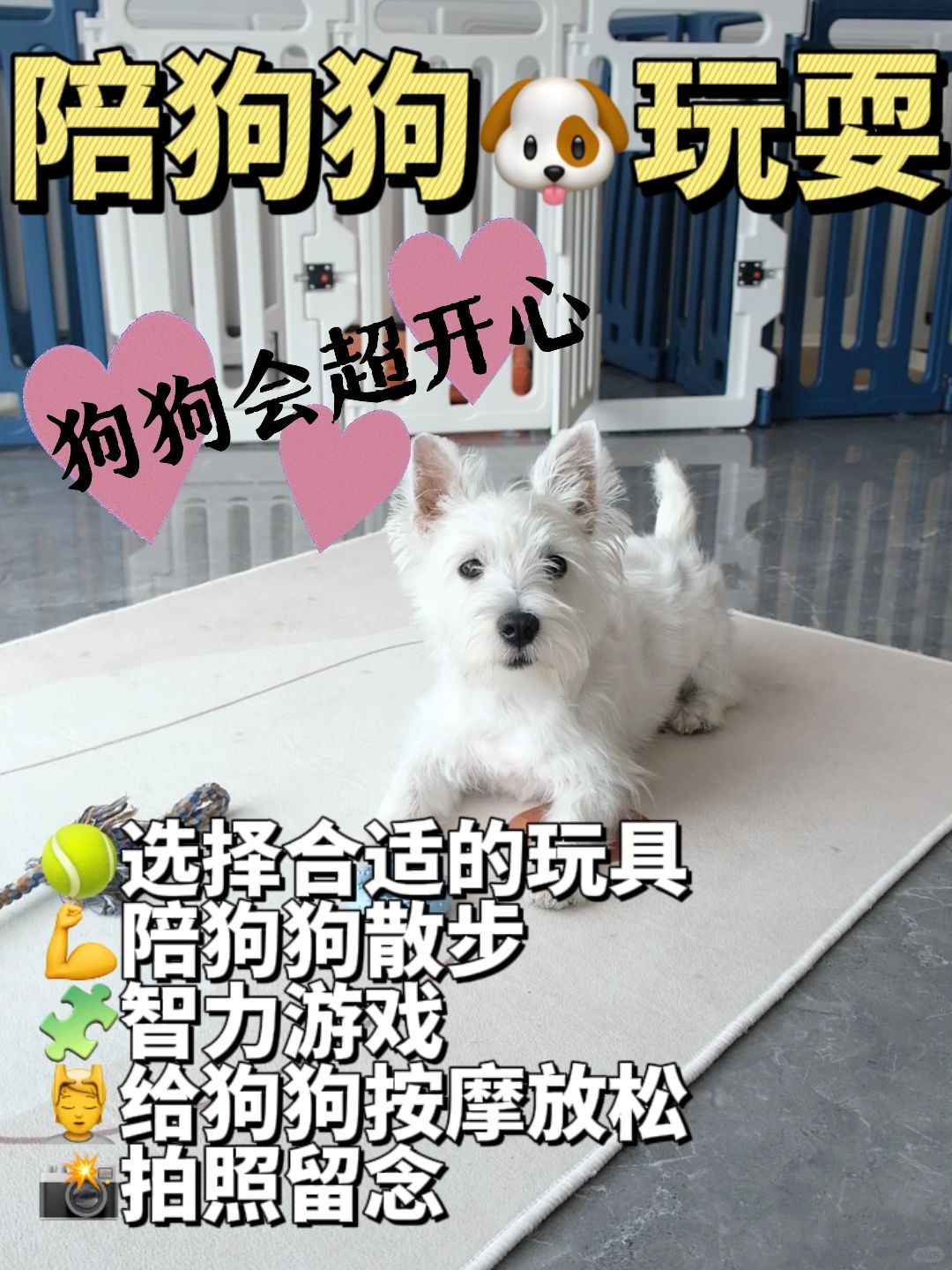 🐾陪狗狗玩耍，享受亲密无间的快乐时光！🐶
亲爱的小伙伴们，今天我要分享的是如...